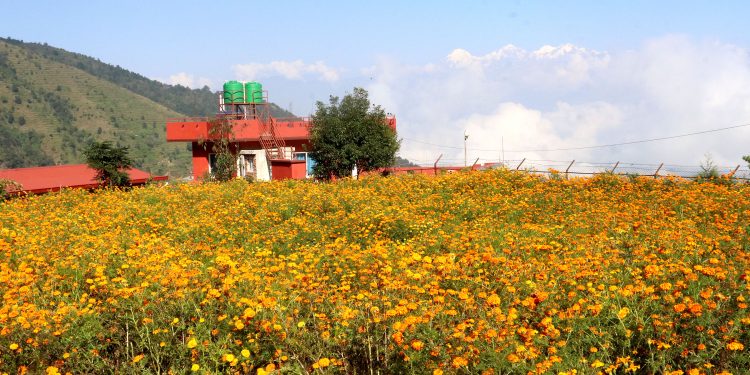 तिहार नआउँदै सयपत्री फूलको अग्रिम माग