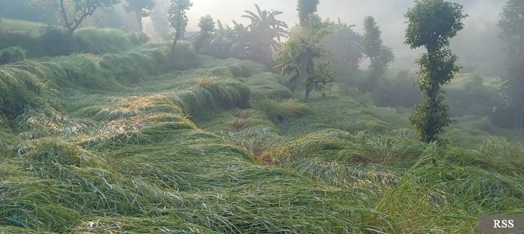 असिनाले धानबालीमा क्षति, कृषक चिन्तित