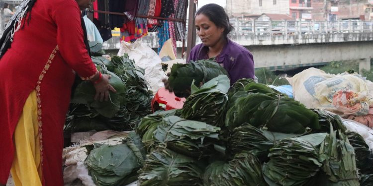 सालको पात बेचेर खर्च जुटाउँदै इटहरीकी चन्द्रकुमारी घिमिरे