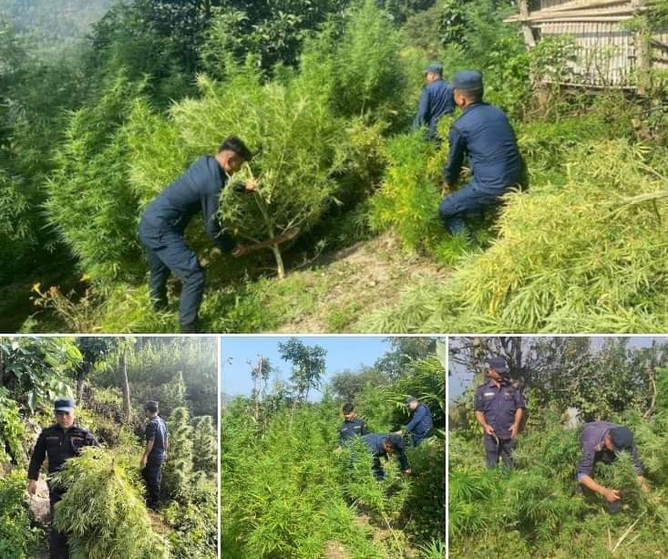 धनकुटा र भोजपुर जिल्लामा प्रहरीद्वारा अवैध गाँजाका बोट नष्ट