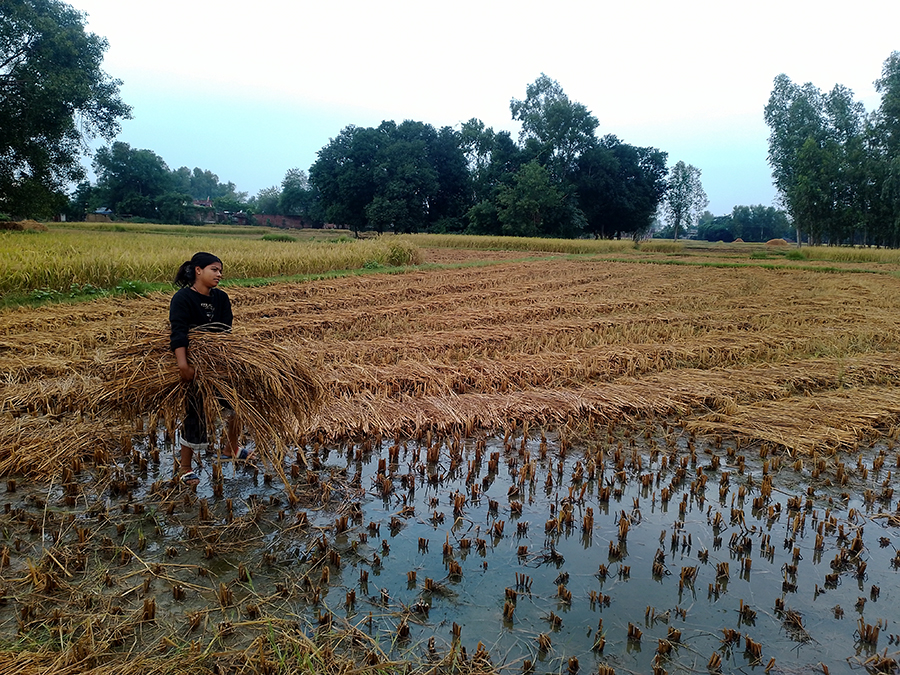 बेमौसमी वर्षाले धान बालीमा क्षति