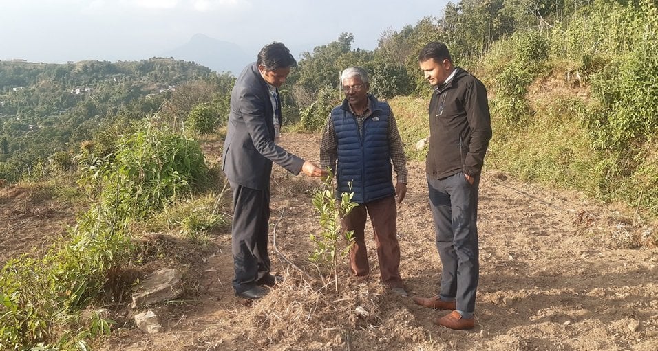 बाँझो जग्गामा कागतीखेती सुरु