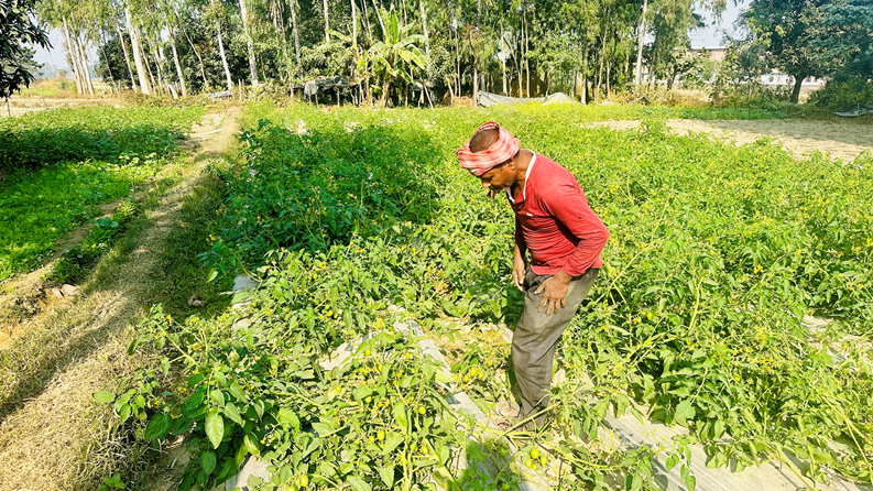 सप्तरीको कुशाहाका दलित समुदाय तरकारीखेतीबाट जीविकोपार्जन गर्दै