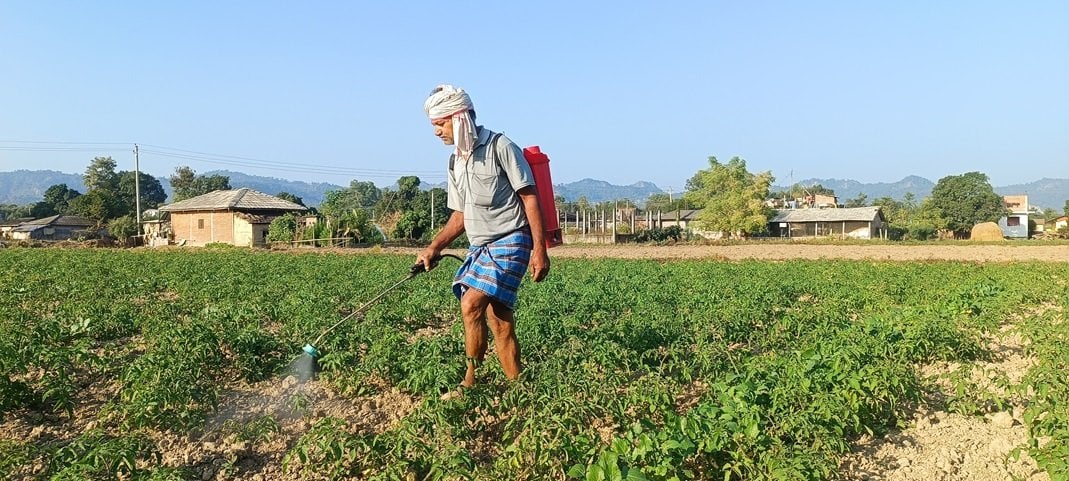 सर्लाहीको उत्तरी क्षेत्रका किसानले टमाटर खेतीबाट, वार्षिक पाँच लाखभन्दा बढी आम्दानी